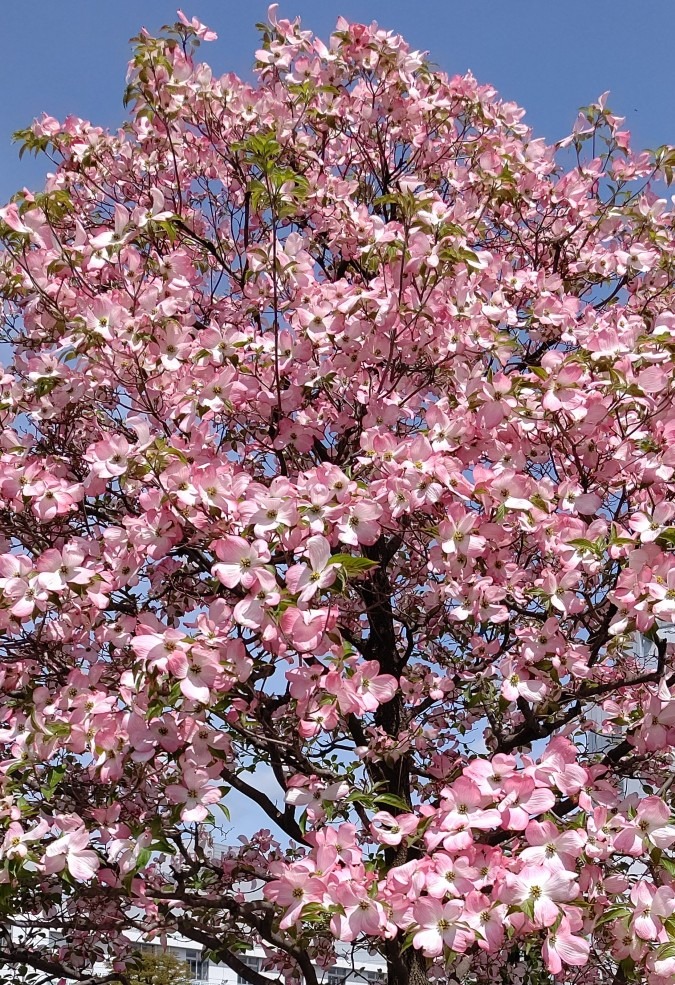 ハナミズキ 山形駅街路樹🌺