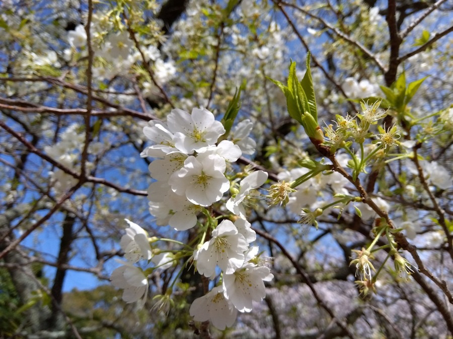 純白のミドリヨシノも綺麗💮