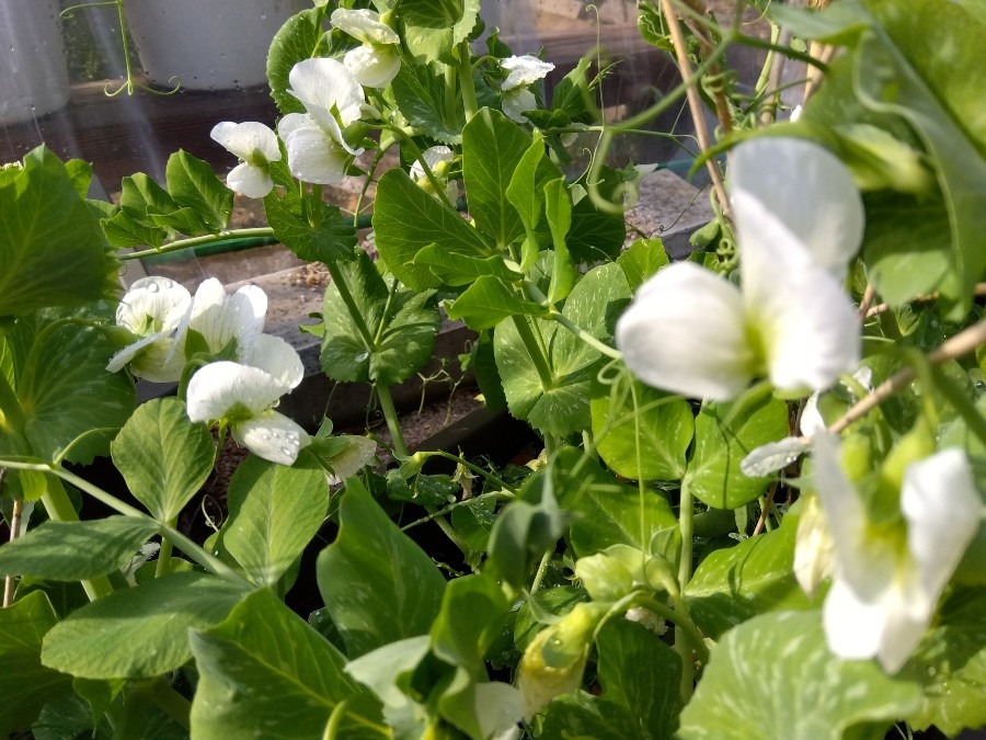 苗に花が咲いた🌱🤍