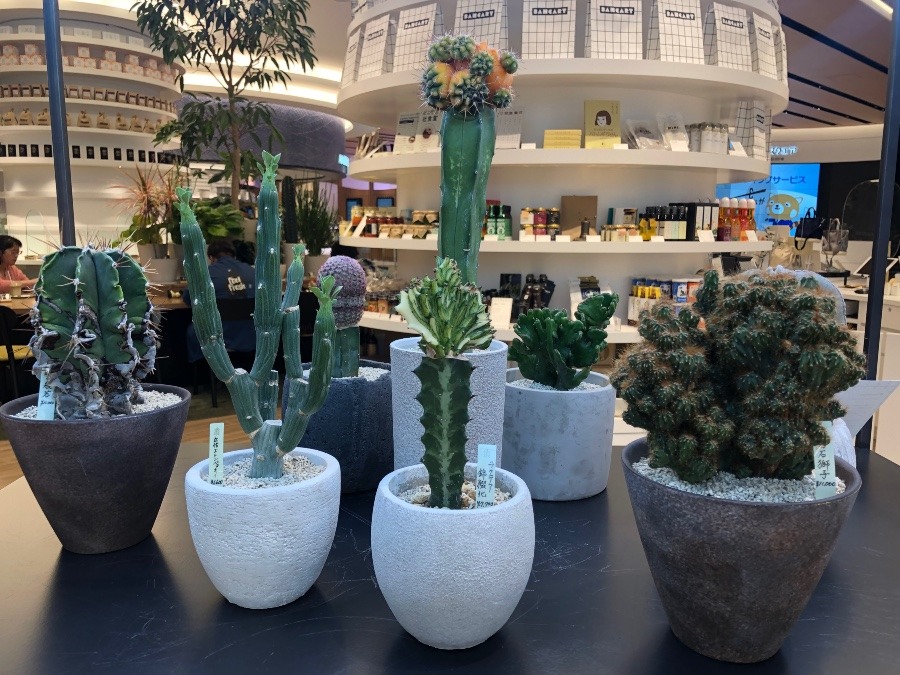 🌵サボテン🌵