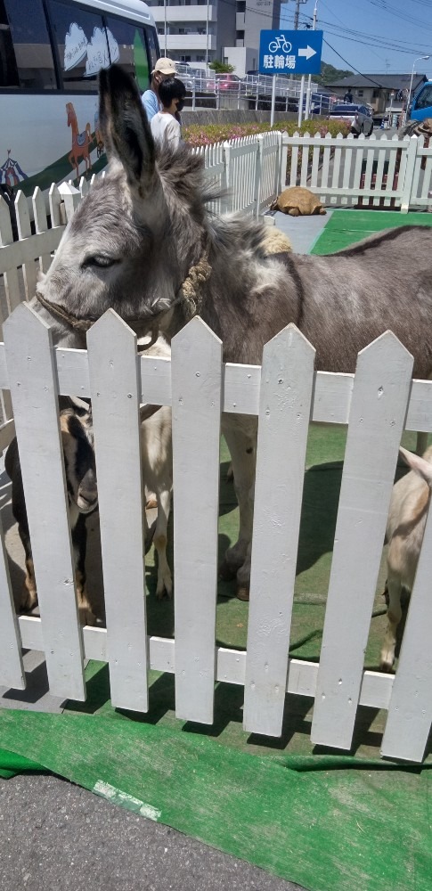 移動動物園が来たよ🎵