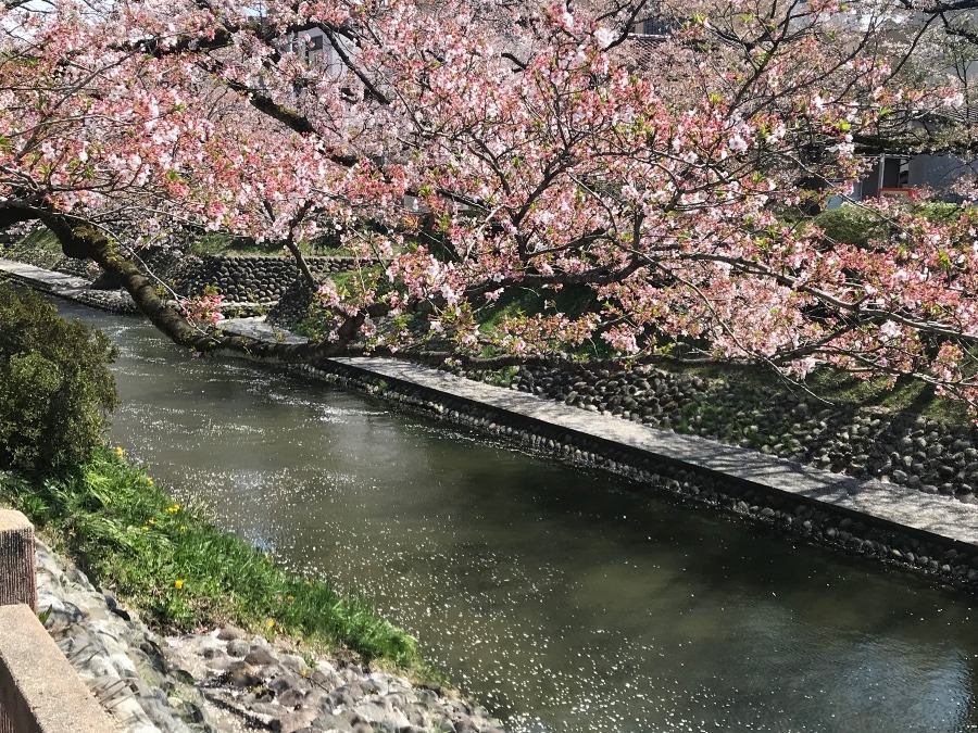 今日の桜(*^_^*)