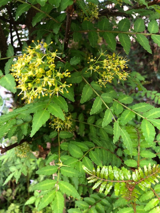 山椒の花