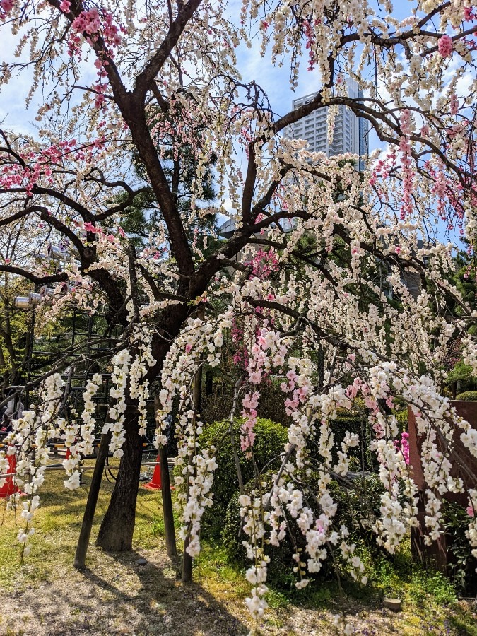 源平枝垂れ桃