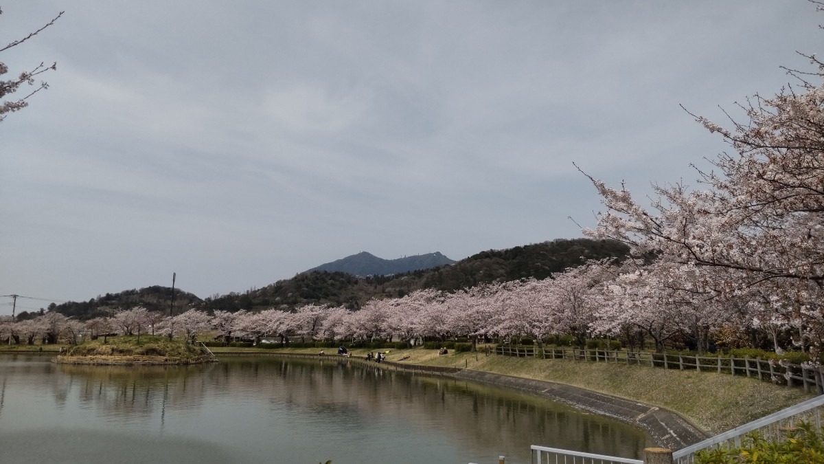 お花見スポット🌸