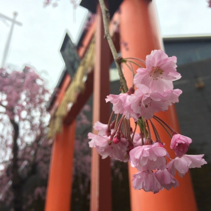 愛宕神社の枝垂れ桜