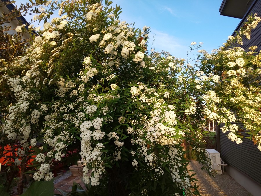 我が家の庭の、コデマリの花が、咲き始めました☀️💠🎶