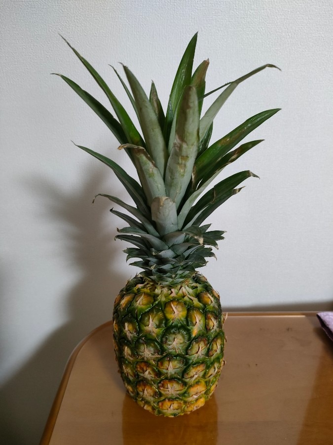 パイナップル引き寄せました🍍