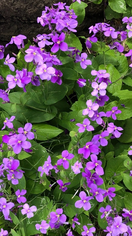 ✨紫の可愛らしいお花✨