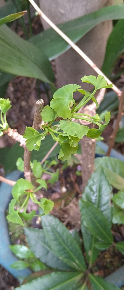 銀杏のちいちゃな葉っぱ🌿