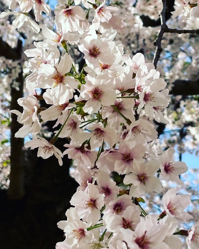 桜の季節🌸