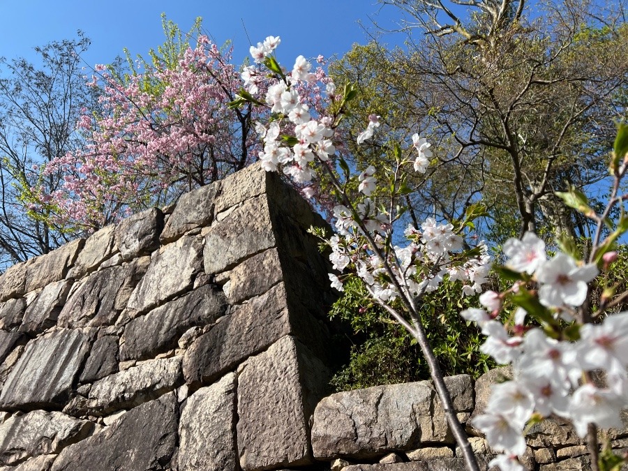 枝垂れ桜と穴太衆積みの石垣