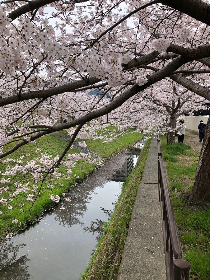 小倉南区志井川の桜並木