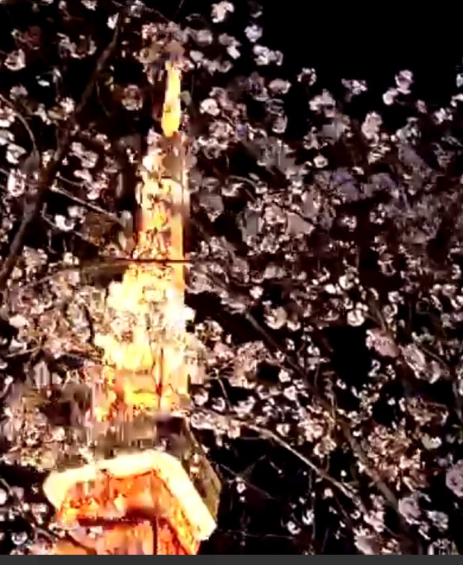桜🌸と東京タワー