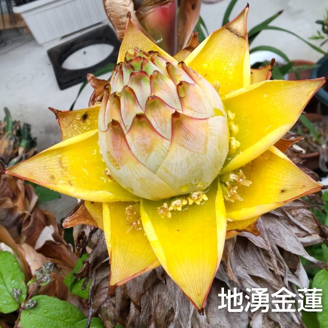 今年も開花〜( ╹▽╹ )🌴🍍🍌