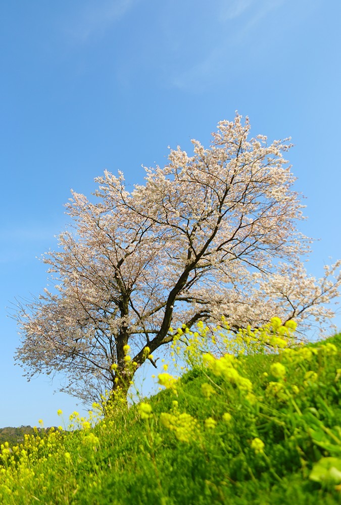 桜の木の下で