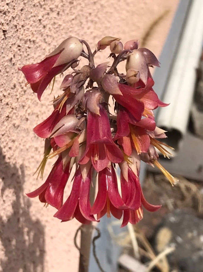 子宝草の花