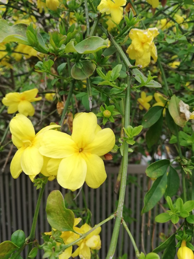 黄色の花🌸