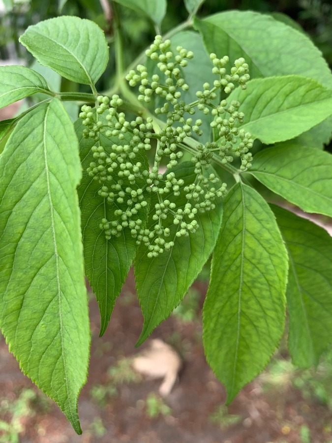 花倶楽部　エルダーフラワー