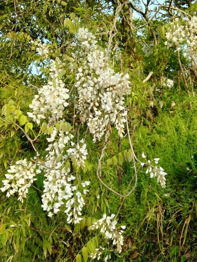 白い藤の花