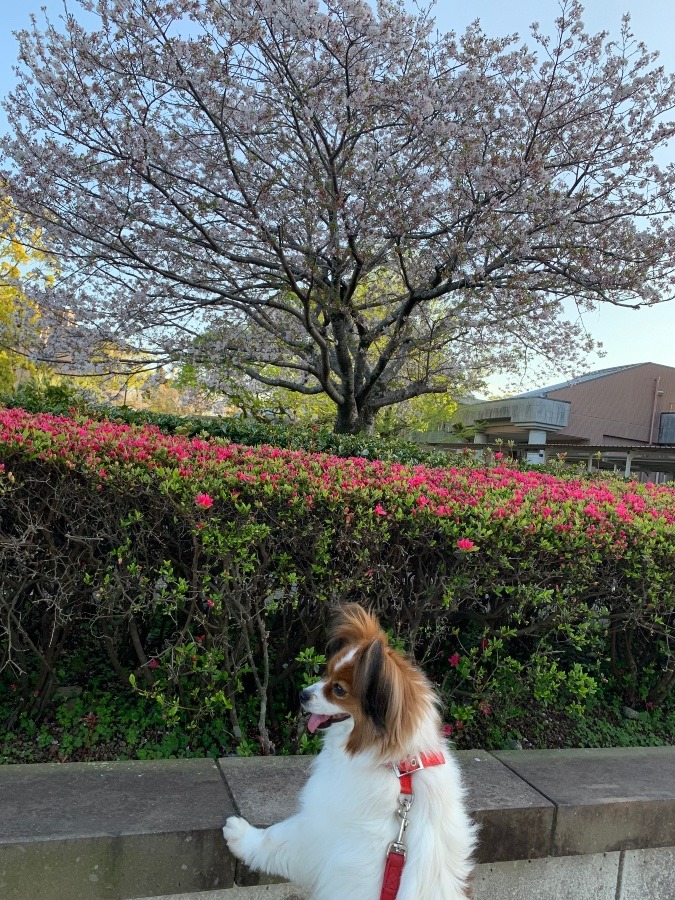 今日の散歩‥桜見納めかなぁ〜
