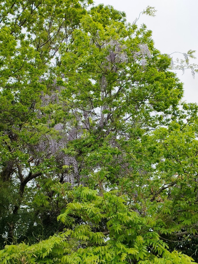 新緑の中の藤の花🌿