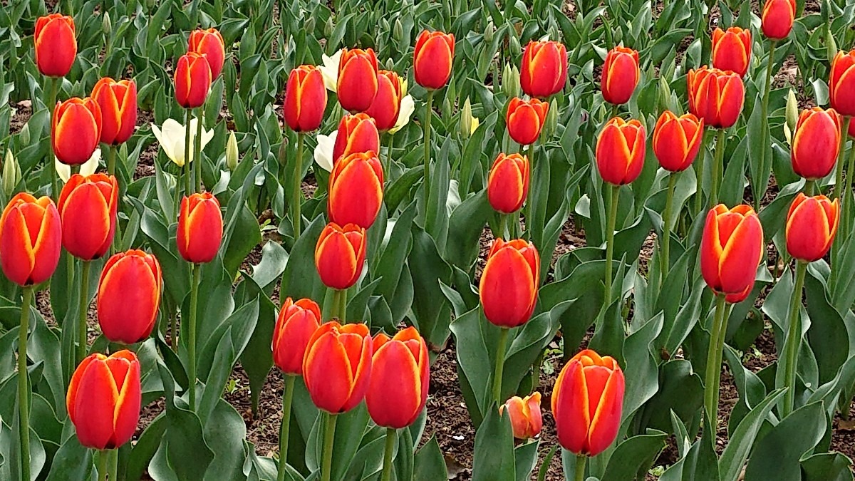 チューリップも 並んで満開です🌷