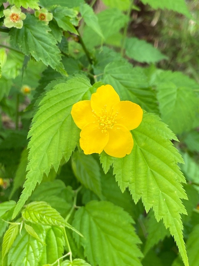 黄色の花