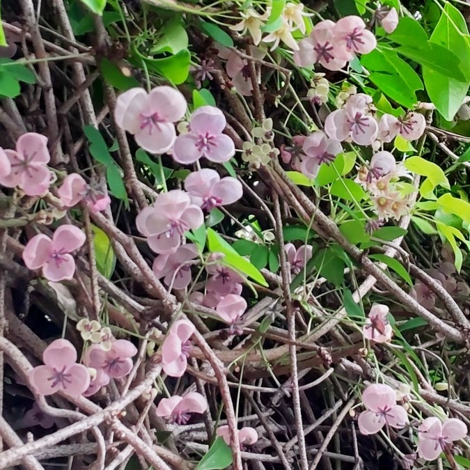 何の花？・・💮🌿🤗