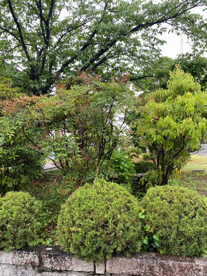 新緑がみずみずしい🌿🍃