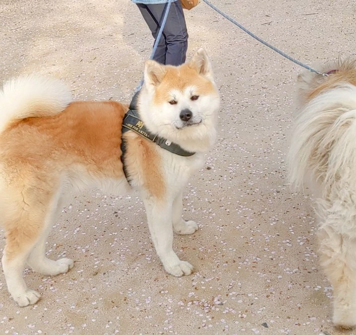 秋田犬との出逢い