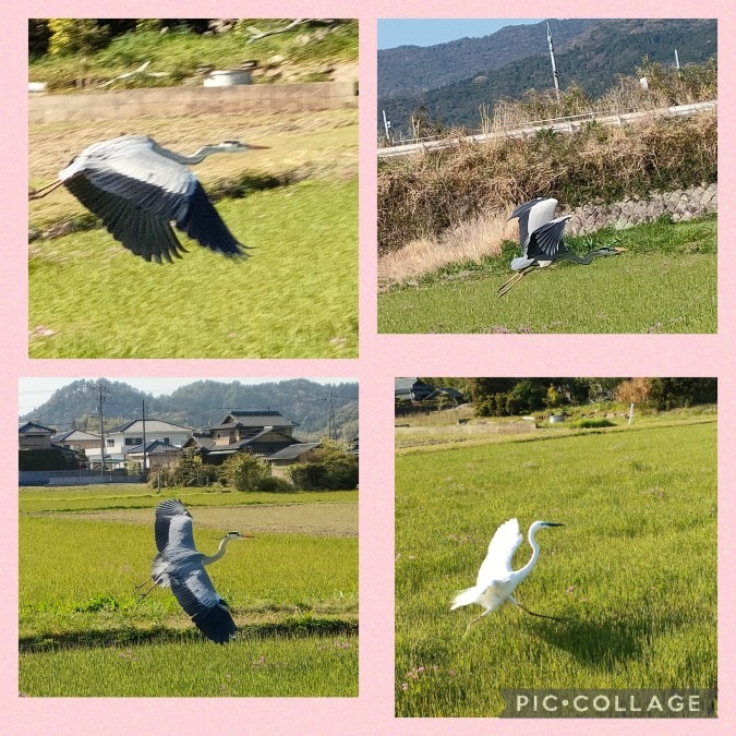 アオサギとしらさぎ🕊️🐦