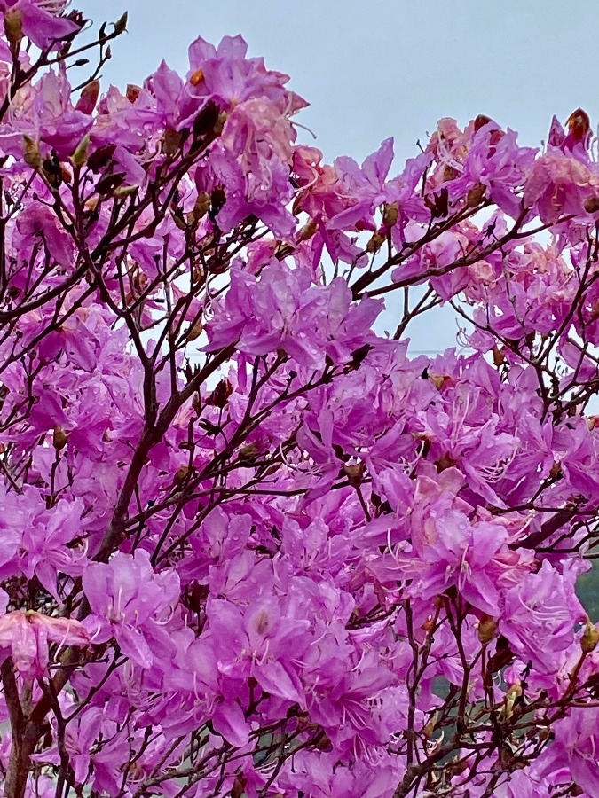 自宅の花たち　一