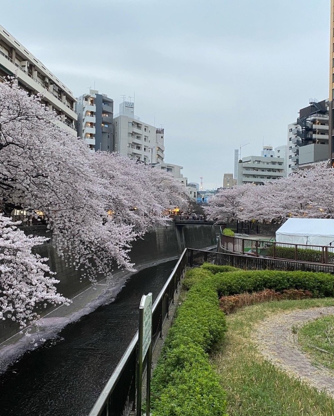 目黒川の桜