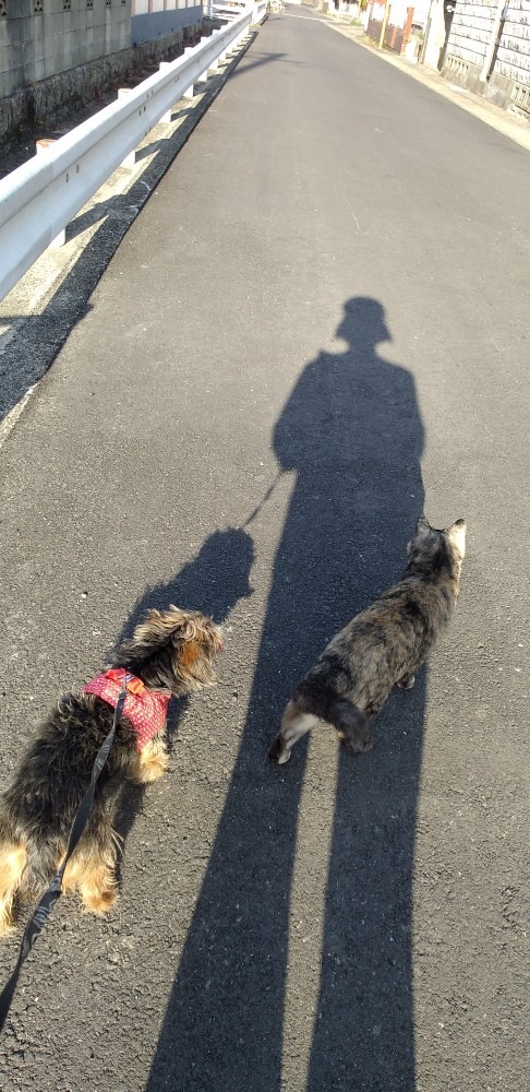 人影と犬🐶猫の散歩～