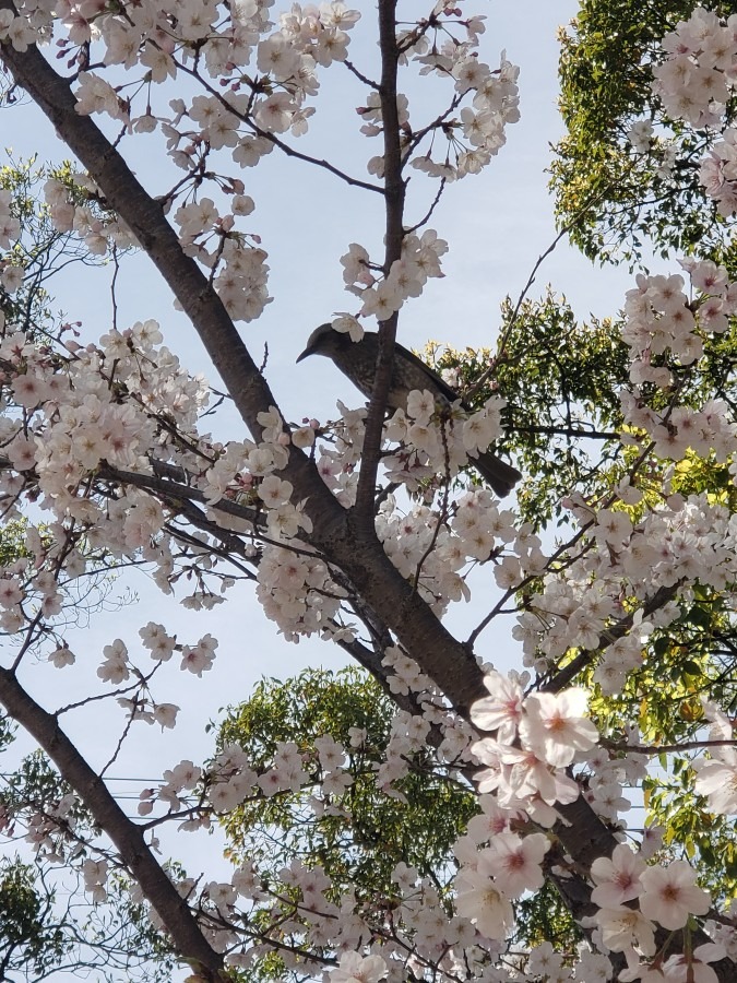 花見に来ている鳥見っけ🎵