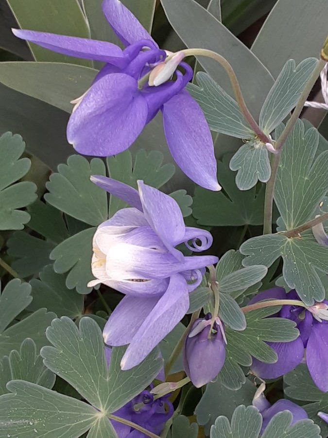 我が家の花🌻