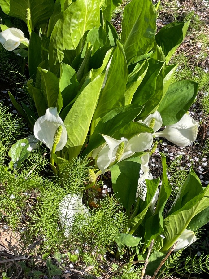 大きな水芭蕉