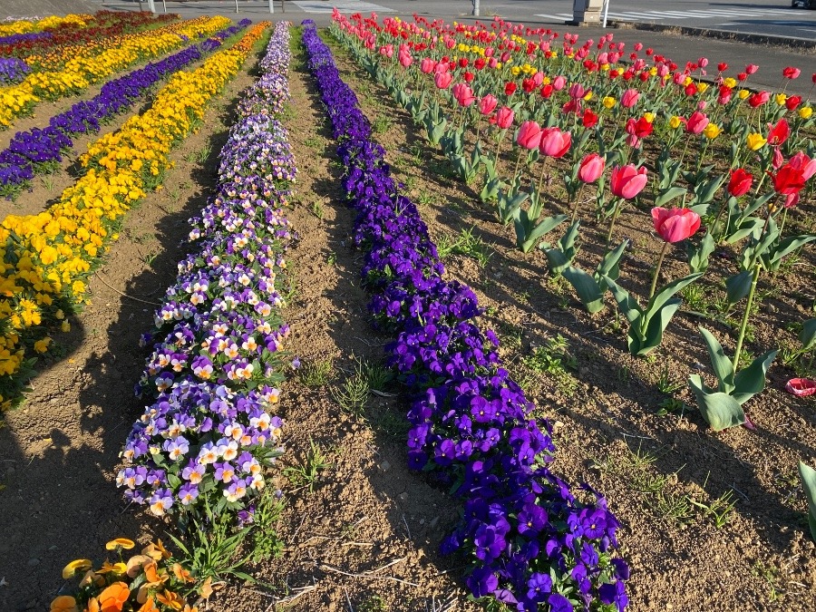 道路沿いの花壇