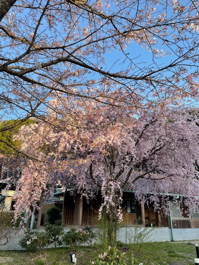 しだれ桜