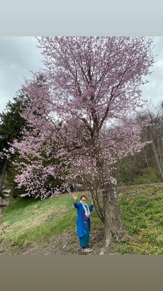 北海道の🌸サクラ🌸✨✨