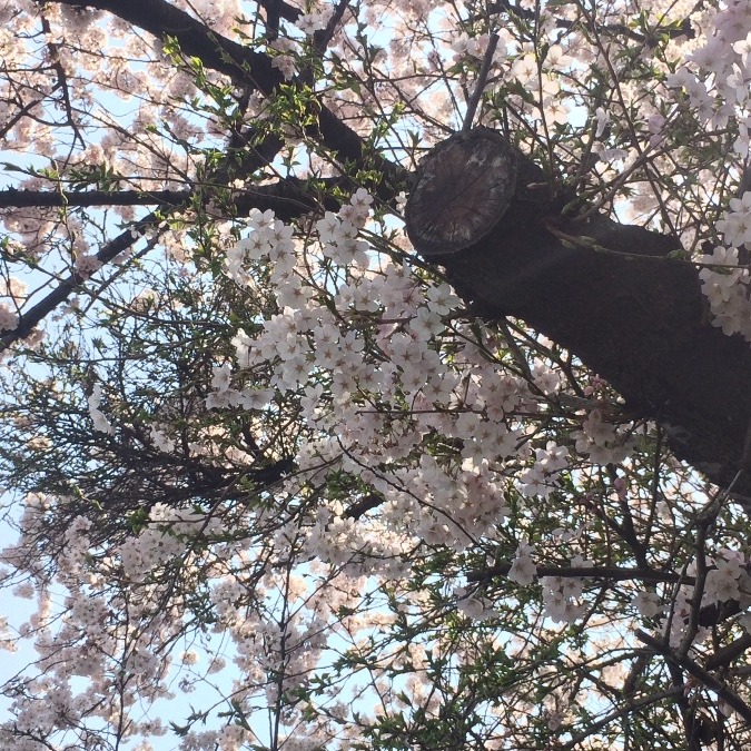 桜の古木