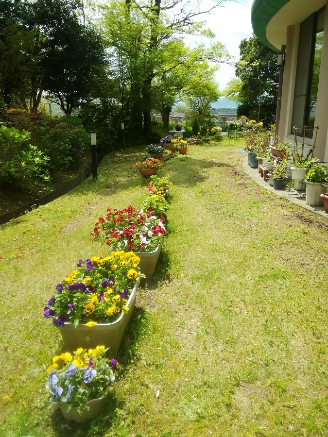 鉢植えの行列