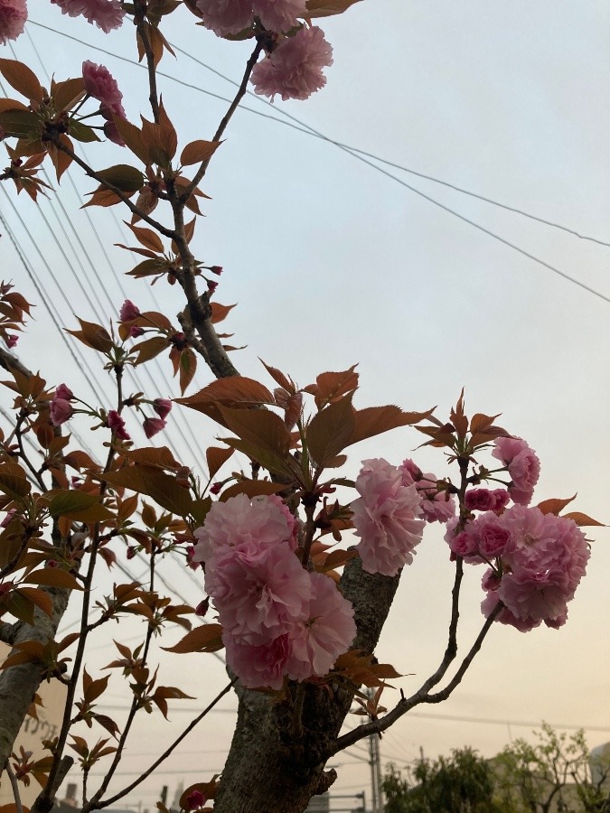 桜