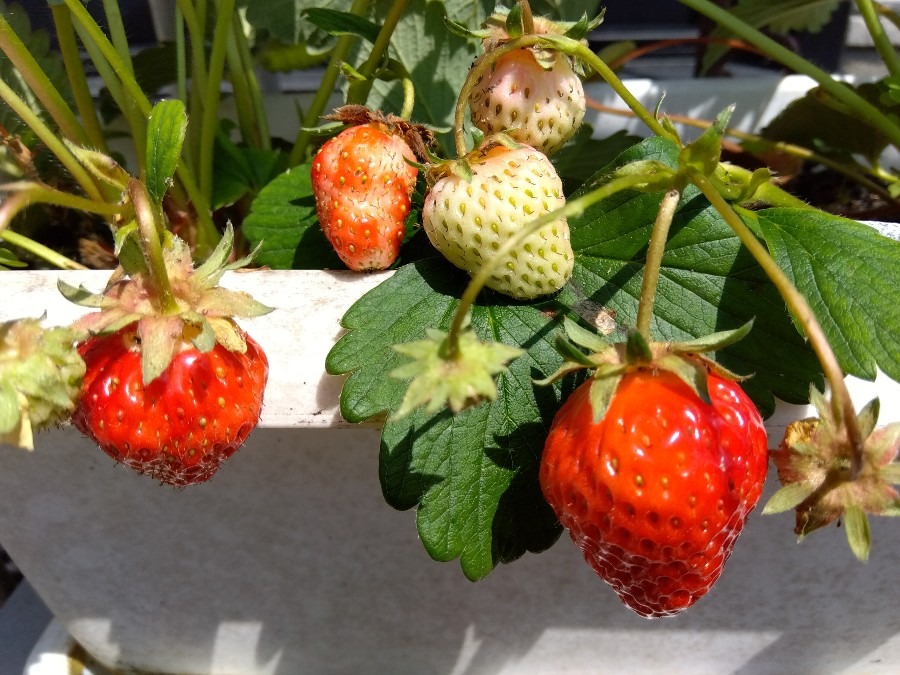 食べ頃です🍓