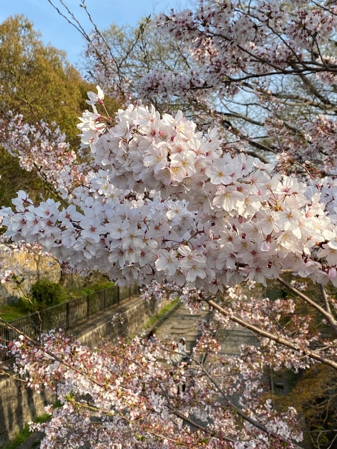 南禅寺の桜