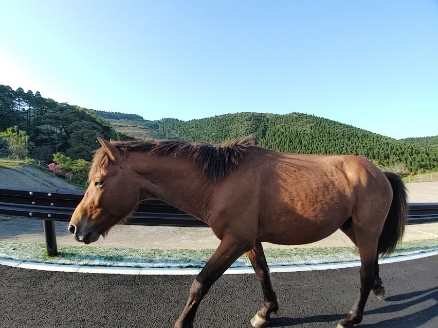 都井岬にて🐴