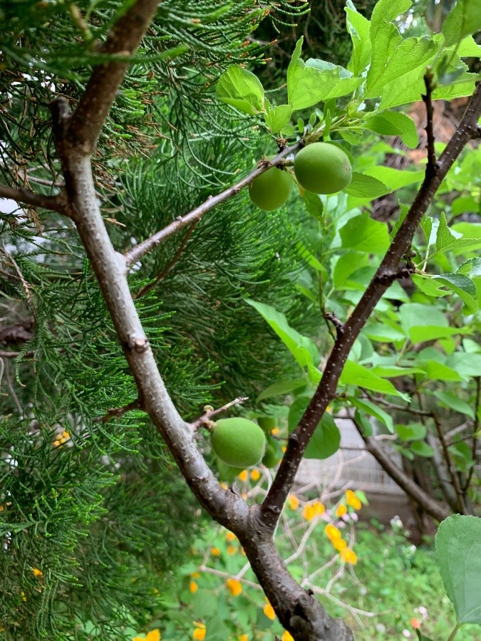 花倶楽部　杏