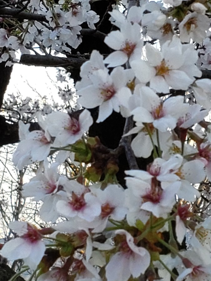 　　桜🌸