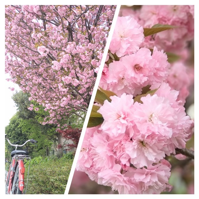 近所の八重桜とチャリ